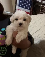 Lazu, a male Maltipoo and Poodle - Toy  for sale in Santa Clarita, CA – 1 of 1