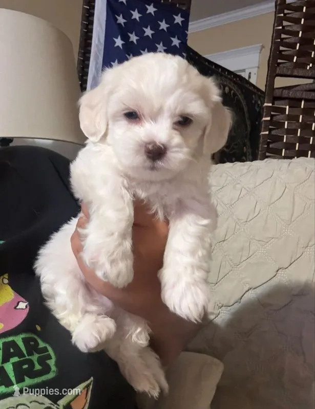 Maza – Maltipoo, Poodle - Toy  puppy for sale in Santa Clarita, CA