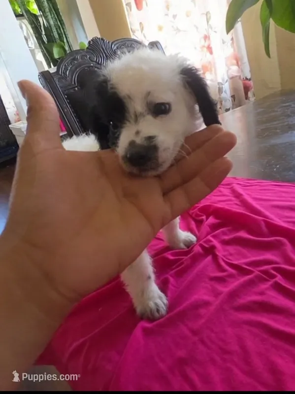 Lilly – Poodle - Toy  puppy for sale in Los Angeles, CA