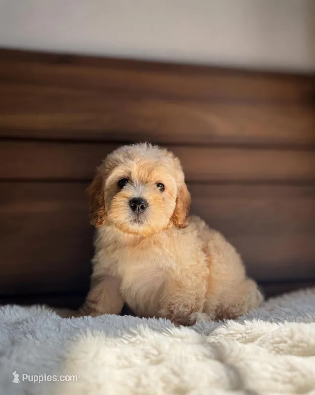 Miky – Maltipoo, Poodle - Toy  puppy for sale in Sacramento, CA