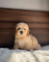 Miky, a female Maltipoo and Poodle - Toy  for sale in Sacramento, CA – 1 of 1