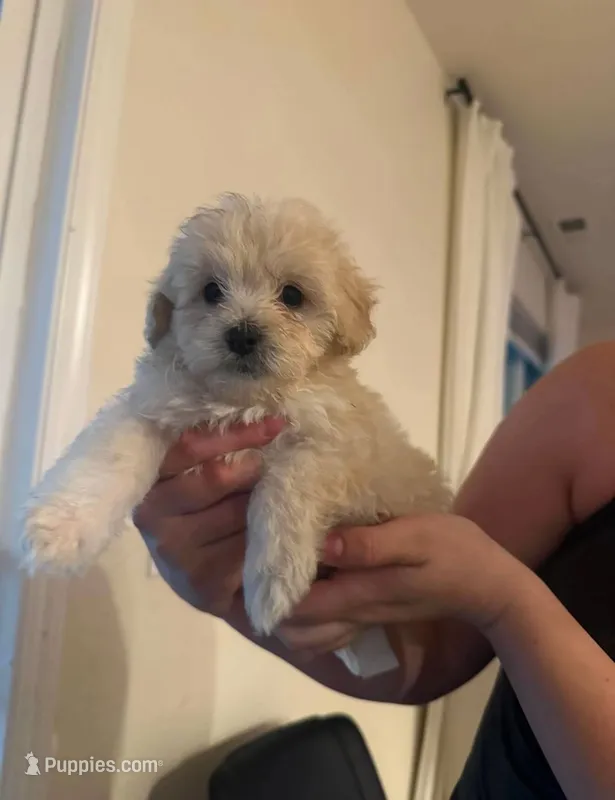 Pablo – Maltipoo, Poodle - Toy  puppy for sale in Sacramento, CA