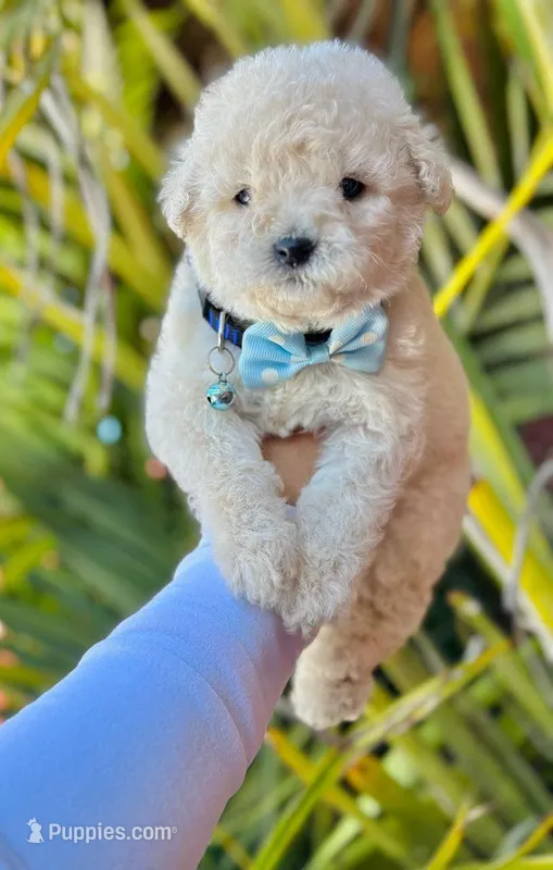 Pepe – Maltipoo puppy for sale in Sacramento, CA