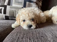 Teddy, a female Maltipoo and Poodle - Toy  for sale in Sacramento, CA – 1 of 1