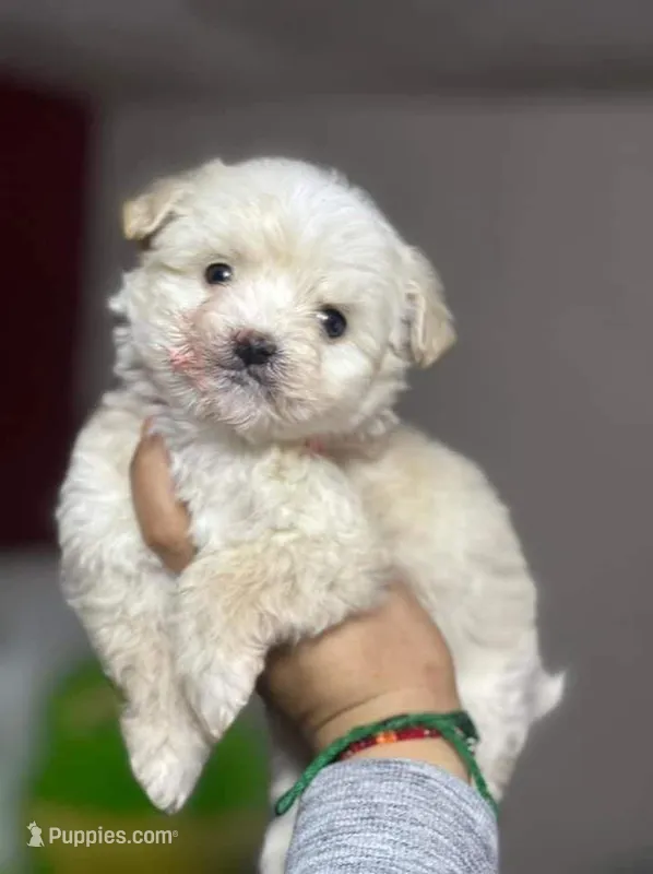 No Name Yet 3 – Maltipoo, Poodle - Toy  puppy for sale in Santa Clarita, CA