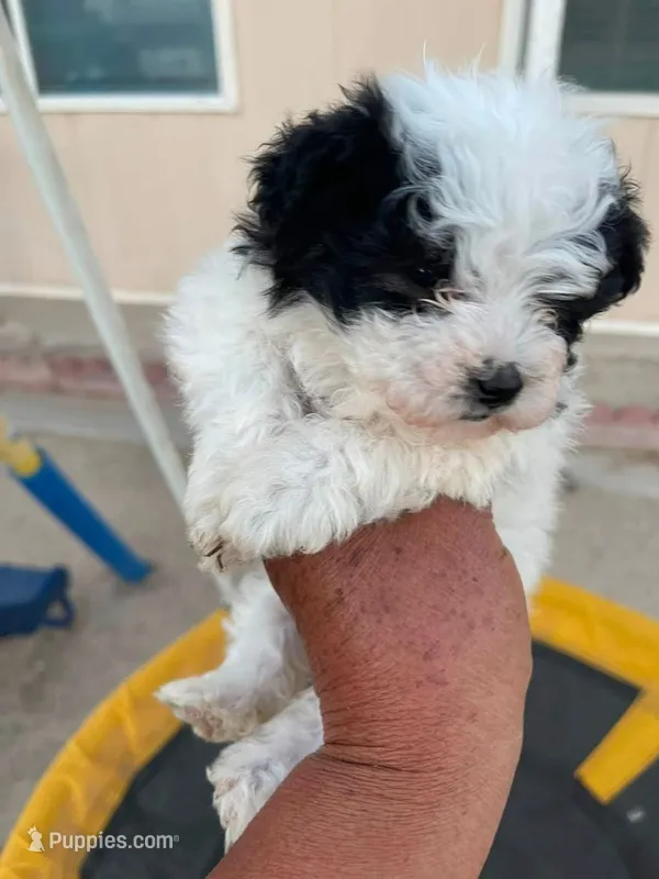 Mama – Maltipoo, Poodle - Toy  puppy for sale in Santa Clarita, CA