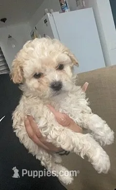 No Name Yet 1 – Maltipoo, Poodle - Toy  puppy for sale in Santa Clarita, CA