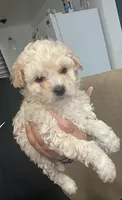 No Name Yet 1, a male Maltipoo and Poodle - Toy  for sale in Santa Clarita, CA – 1 of 1