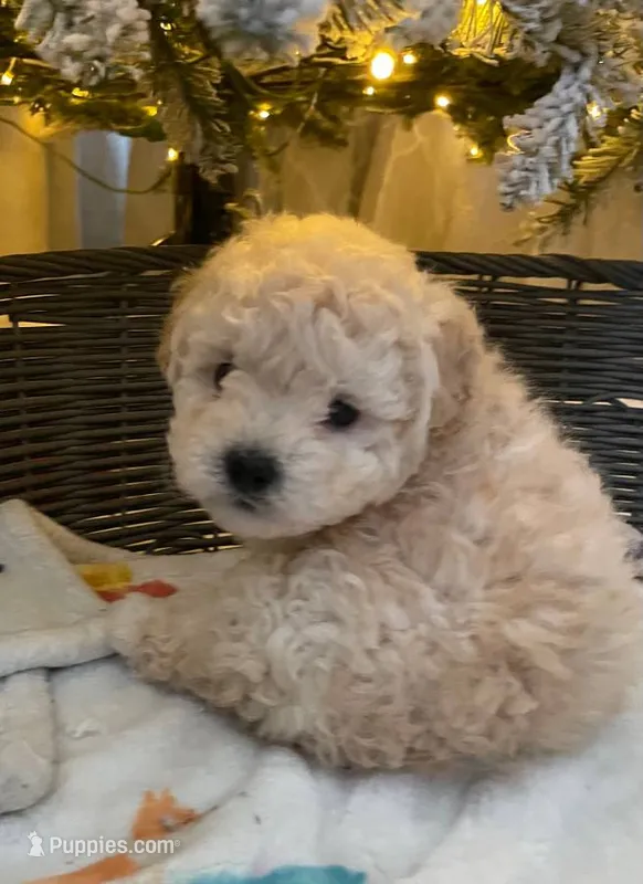 Polo – Maltipoo, Poodle - Toy  puppy for sale in Sacramento, CA