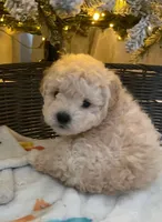 Polo, a male Maltipoo and Poodle - Toy  for sale in Sacramento, CA – 1 of 1