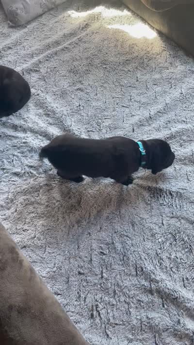 Brutus, a male Great Dane for sale in Houston, TX – 4 of 4