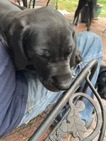 Lilly, a female Great Dane for sale in Houston, TX – 3 of 6