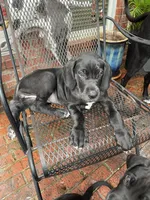 Lilly, a female Great Dane for sale in Houston, TX – 5 of 6