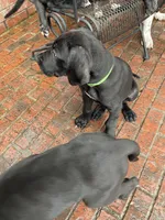 Floppy, a male Great Dane for sale in Houston, TX – 3 of 3