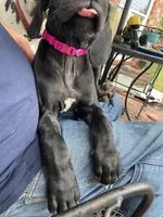 Lilly, a female Great Dane for sale in Houston, TX – 4 of 6