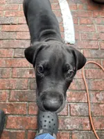 Floppy, a male Great Dane for sale in Houston, TX – 2 of 3