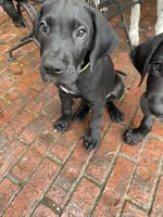 Floppy, a male Great Dane for sale in Houston, TX – 1 of 3