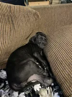 Brutus, a male Great Dane for sale in Houston, TX – 3 of 4