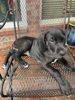 Lilly, a female Great Dane for sale in Houston, TX – 1 of 6