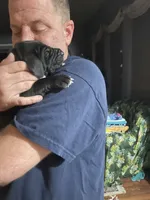 Brutus, a male Great Dane for sale in Houston, TX – 1 of 4