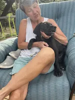 Brutus, a male Great Dane for sale in Houston, TX – 2 of 4