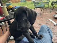 Lilly, a female Great Dane for sale in Houston, TX – 2 of 6