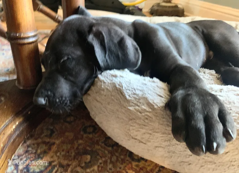 Floppy – Great Dane puppy for sale in Houston, TX