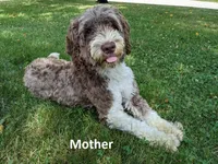 Upcoming Litter, a  Portuguese Water Dog for sale in Sugarcreek, OH – 1 of 2