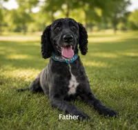 Upcoming Litter, a  Portuguese Water Dog for sale in Sugarcreek, OH – 2 of 2