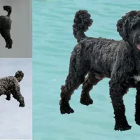 Claire, a female Portuguese Water Dog for sale in Sugarcreek, OH – Photo 4 of 5