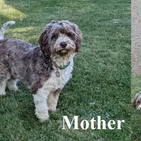 Claire, a female Portuguese Water Dog for sale in Sugarcreek, OH – Photo 5 of 5