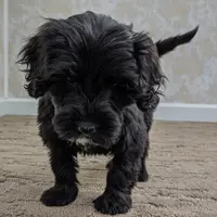 Claire, a female Portuguese Water Dog for sale in Sugarcreek, OH – Photo 3 of 5