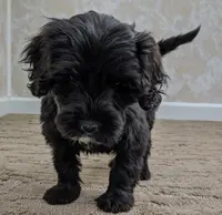 Claire, a female Portuguese Water Dog for sale in Sugarcreek, OH – Photo 3 of 5