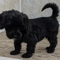 Claire, a female Portuguese Water Dog for sale in Sugarcreek, OH – Photo 2 of 5