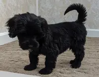 Claire, a female Portuguese Water Dog for sale in Sugarcreek, OH – Photo 2 of 5