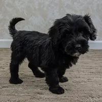 Claire, a female Portuguese Water Dog for sale in Sugarcreek, OH – Photo 1 of 5