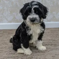 Garrett, a male Portuguese Water Dog for sale in Sugarcreek, OH – Photo 1 of 5