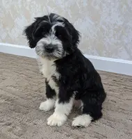 Garrett, a male Portuguese Water Dog for sale in Sugarcreek, OH – Photo 2 of 5