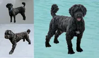 Garrett, a male Portuguese Water Dog for sale in Sugarcreek, OH – Photo 4 of 5
