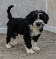 Garrett, a male Portuguese Water Dog for sale in Sugarcreek, OH – Photo 3 of 5