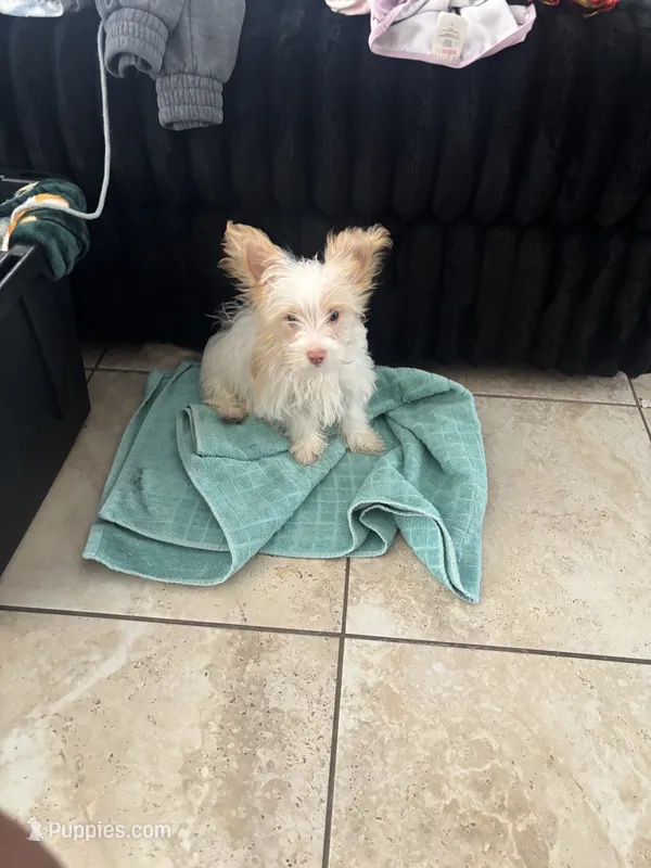 Steward Little  – Yorkshire Terrier puppy for sale in Laveen, AZ
