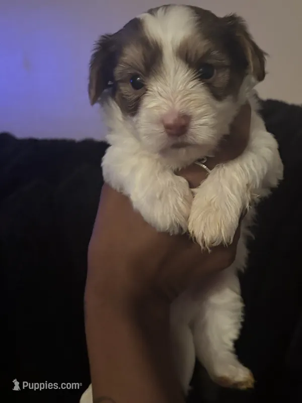 Beethoven  – Yorkshire Terrier puppy for sale in Laveen, AZ