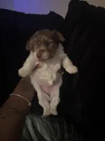 Pebbles , a female Yorkshire Terrier for sale in Laveen, AZ – 3 of 8