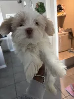 Milkshake, a male Yorkshire Terrier for sale in Phoenix, AZ – Photo 1 of 9