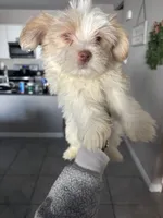 Milkshake, a male Yorkshire Terrier for sale in Phoenix, AZ – Photo 8 of 9