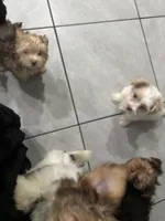 Milkshake, a male Yorkshire Terrier for sale in Phoenix, AZ – Photo 5 of 9