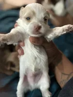 Milkshake, a male Yorkshire Terrier for sale in Phoenix, AZ – Photo 3 of 9