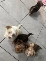 Milkshake, a male Yorkshire Terrier for sale in Phoenix, AZ – Photo 7 of 9