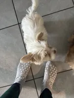 Milkshake, a male Yorkshire Terrier for sale in Phoenix, AZ – Photo 6 of 9