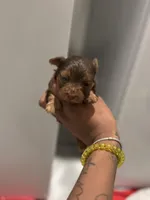 Reese, a male Yorkshire Terrier for sale in Phoenix, AZ – Photo 4 of 8